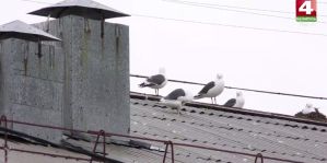 В Гродно будут бороться с гнездованием чаек. Андрей Хмель назвал 3 важных шага