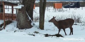 В Озерах живет лань, которая выходит к людям. "В 2025 году была замечена с двумя малышами, сейчас – без них"