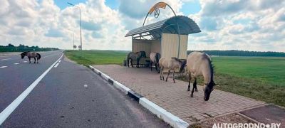 Превью фото к статье Диких лошадей на трассе М6 засняли вблизи – теперь они ходят у деревни Довбени...