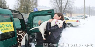 "Вожык" возит собак – как работает единственное в Гродно зоотакси