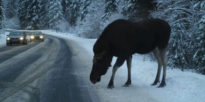 В Беларуси отмечен рост количества ДТП с участием животных. Наиболее неблагополучны – дороги с индексом "М"