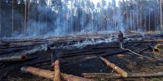 Цена беспечности: лесной пожар из-за сигареты обошелся в 168 тысяч рублей