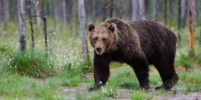 Почему бурые медведи появились в лесах под Гродно? Ответили специалисты